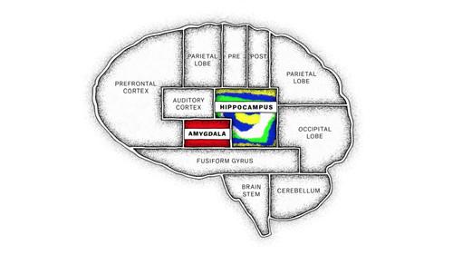 The Mind, Explained filmas žiurėti online
