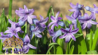 Gardeners' World