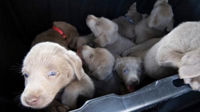 The Incredible Dr. Pol