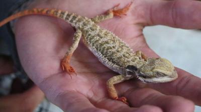 The Incredible Dr. Pol