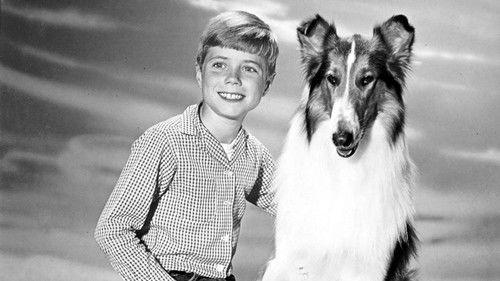 Lassie filmas žiurėti online