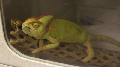 Dr. K's Exotic Animal ER
