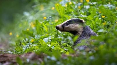 Springwatch