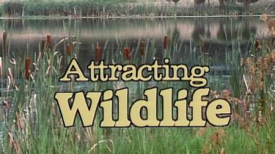 Marty Stouffer's Wild America
