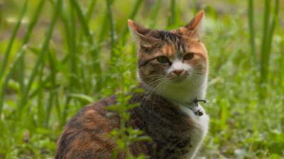 A Cat's-Eye View of Japan