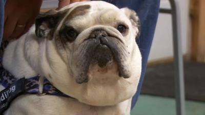 The Incredible Dr. Pol