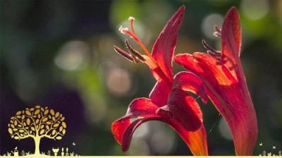 Gardeners' World