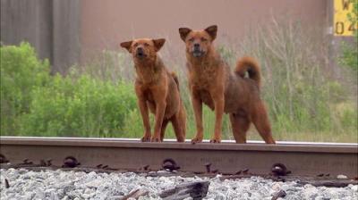 Pit Bulls and Parolees