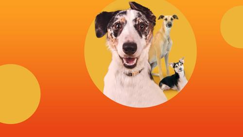 The Dog House Australia filmas žiurėti online
