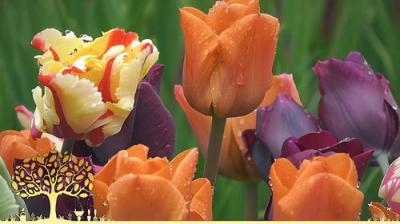 Gardeners' World