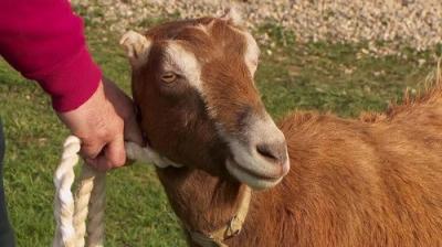 The Incredible Dr. Pol