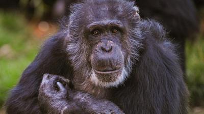 The Secret Life of the Zoo