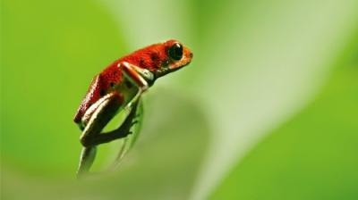 Attenborough's Life in Colour