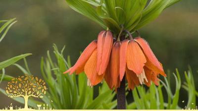 Gardeners' World