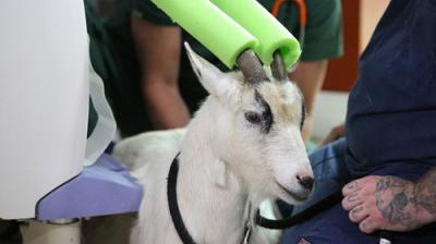 Dr. K's Exotic Animal ER
