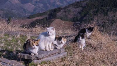 A Cat's-Eye View of Japan