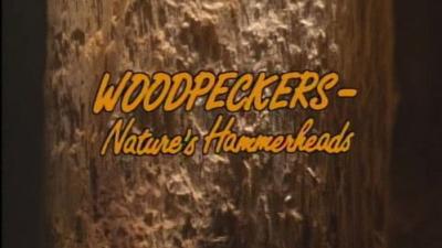 Marty Stouffer's Wild America