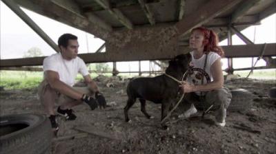 Pit Bulls and Parolees