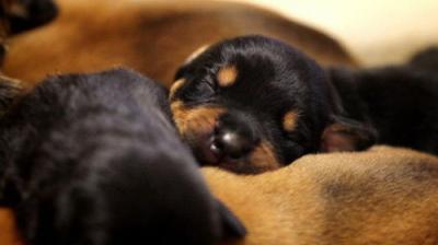 For the Love of Dogs