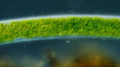 Journey to the Microcosmos