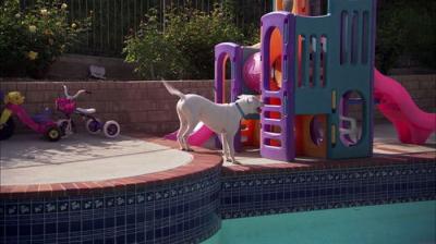 Pit Bulls and Parolees