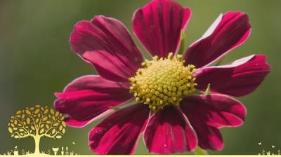 Gardeners' World