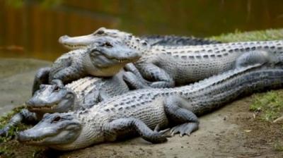 Crikey! It's the Irwins