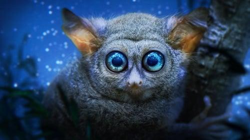 Žemė naktį spalvotai filmas žiurėti online