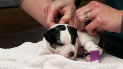 The Incredible Dr. Pol