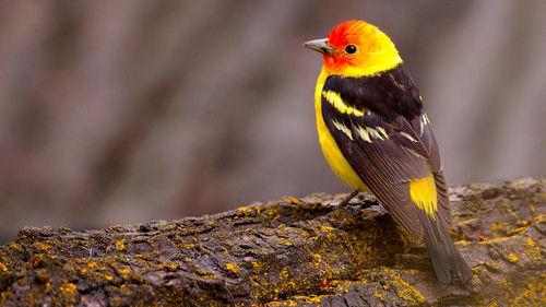 The National Geographic Guide to Birding in North America filmas žiurėti online