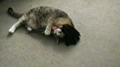 Funniest Pets & People