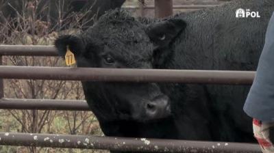 The Incredible Dr. Pol