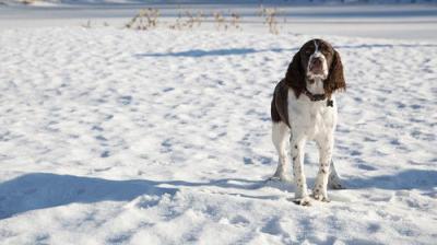 The Incredible Dr. Pol