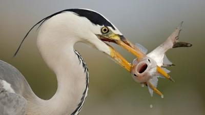 Springwatch