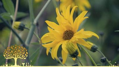 Gardeners' World