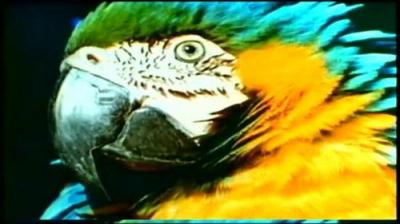 Mutual of Omaha's Wild Kingdom