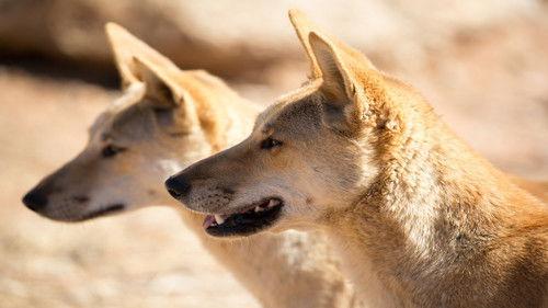 Trial In The Outback: The Lindy Chamberlain Story filmas žiurėti online
