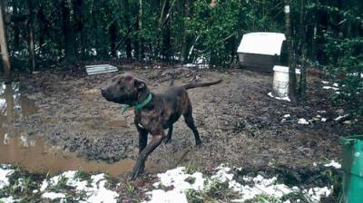 Pit Bulls and Parolees