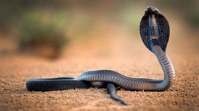 Natural World