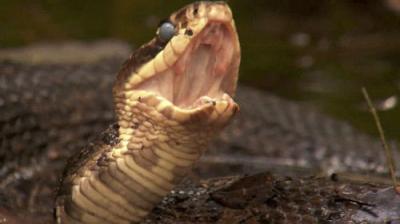 Dual Survival