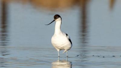 Winterwatch