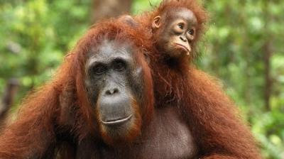 David Attenborough's Natural Curiosities