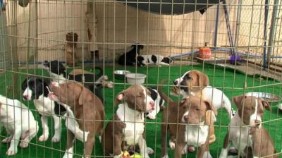 Pit Bulls and Parolees