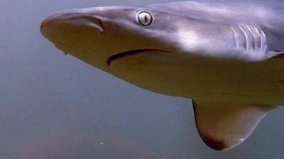 When Sharks Attack