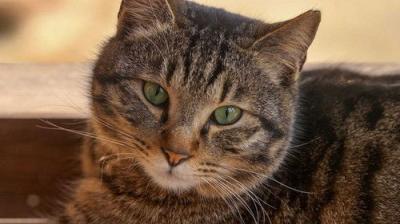 A Cat's-Eye View of Japan