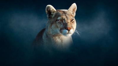 Dynasties