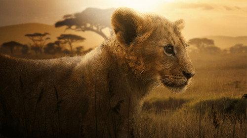 Lion filmas žiurėti online