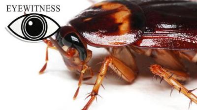 Eyewitness