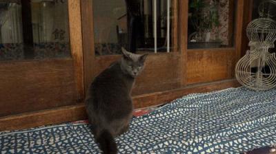 A Cat's-Eye View of Japan