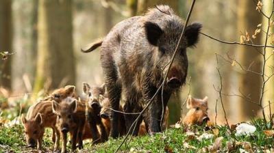 Springwatch